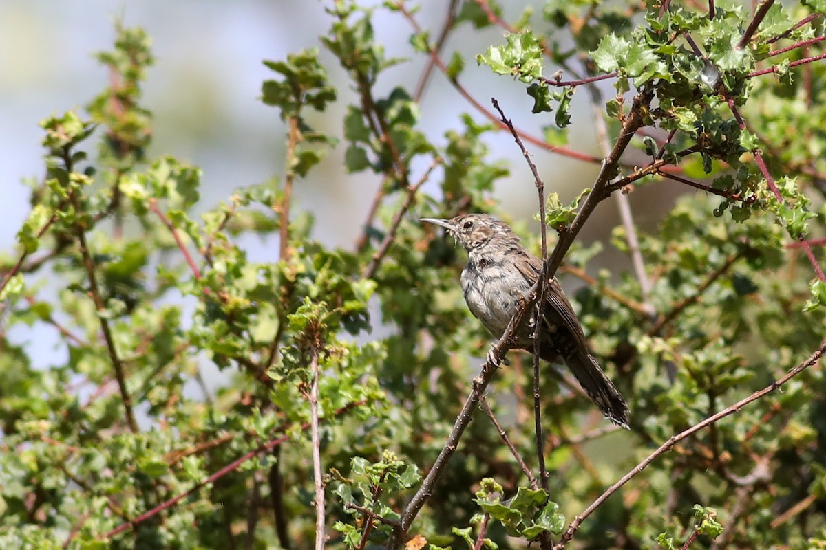 Bewick's Wren - ML620685367