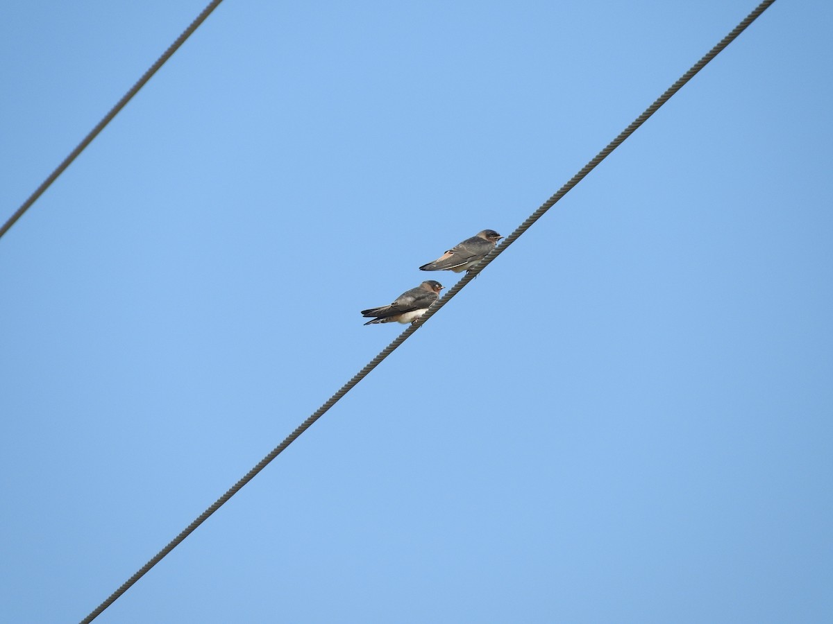 Cliff Swallow - ML620685370