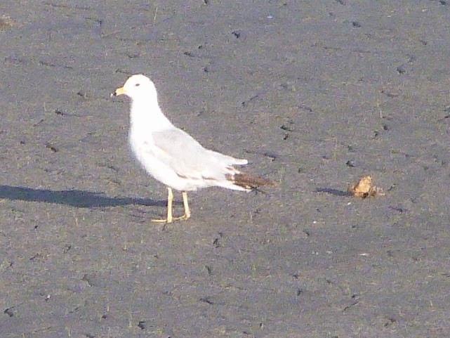 Ring-billed Gull - ML620685373