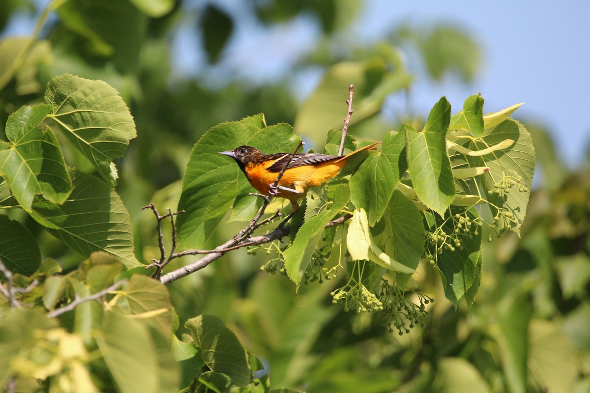 Baltimore Oriole - ML620685374