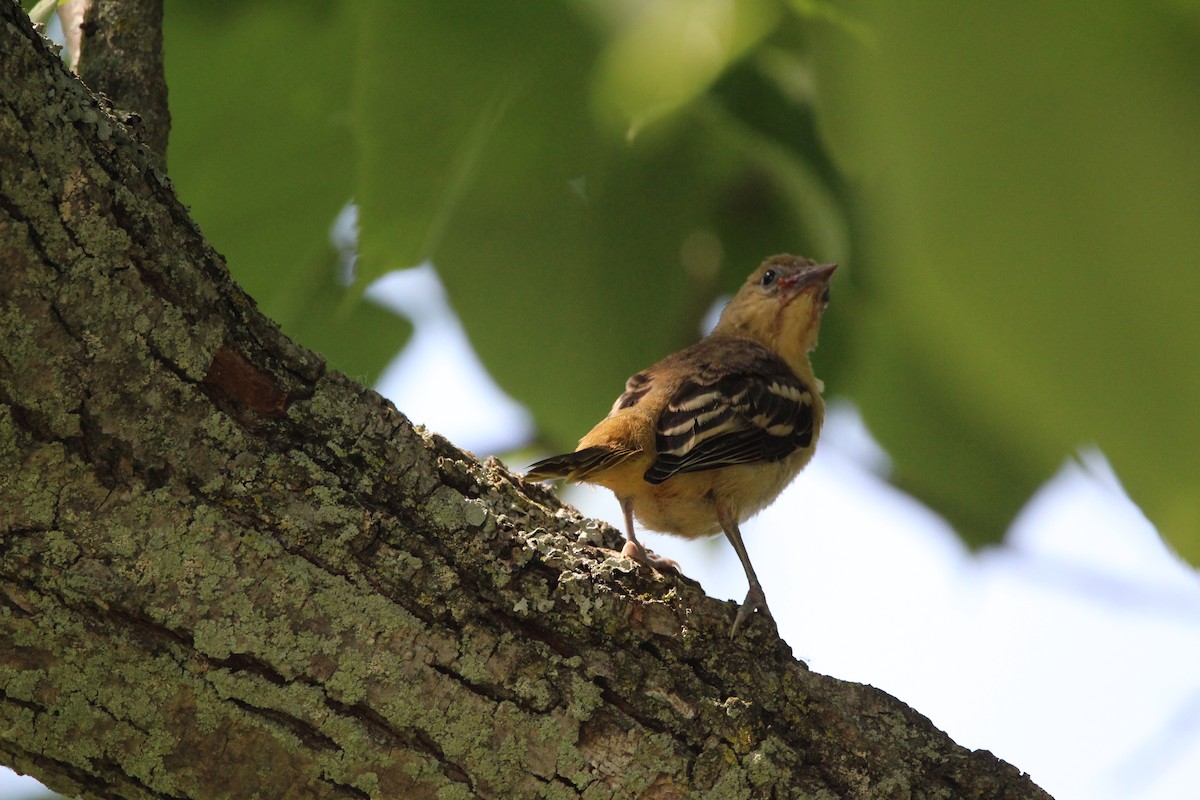 Baltimore Oriole - ML620685375