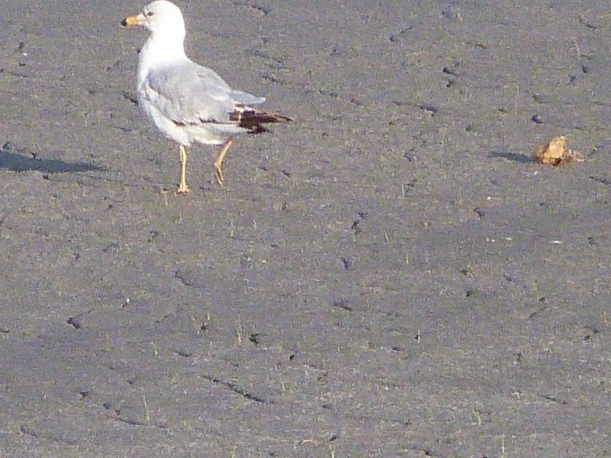 Ring-billed Gull - Jan Bradshaw