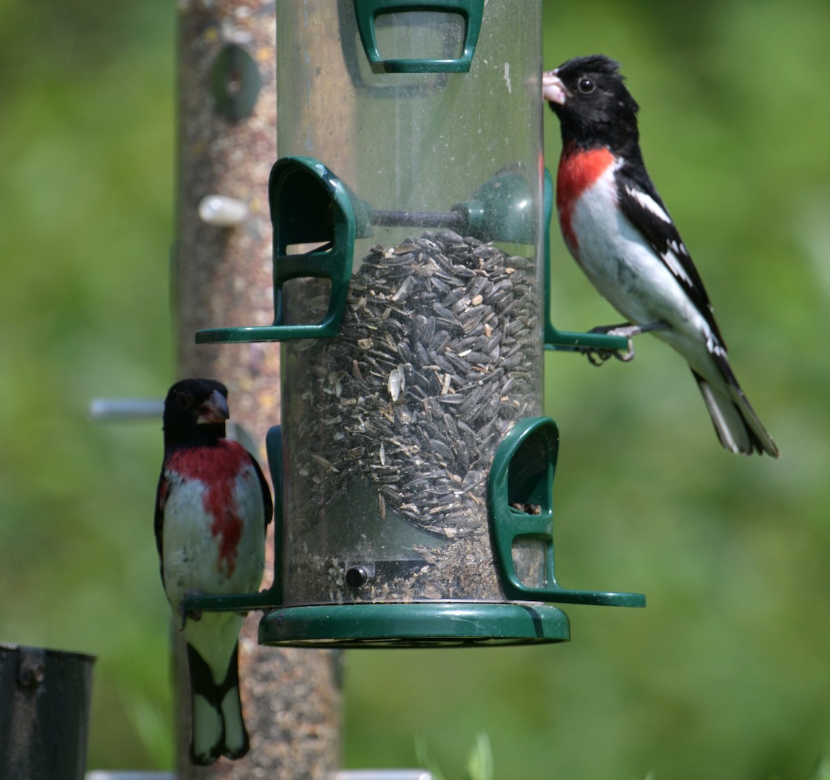 Rose-breasted Grosbeak - ML620685378