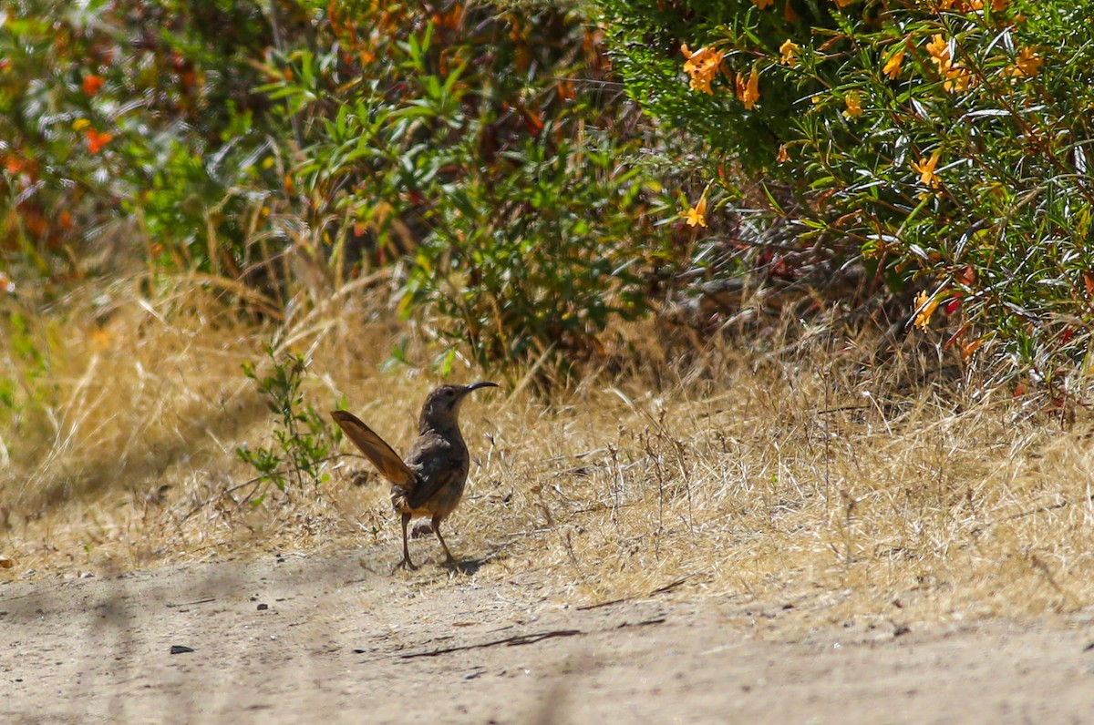 California Thrasher - ML620685380