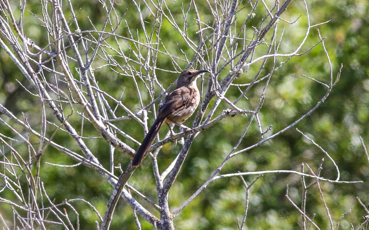 California Thrasher - ML620685382