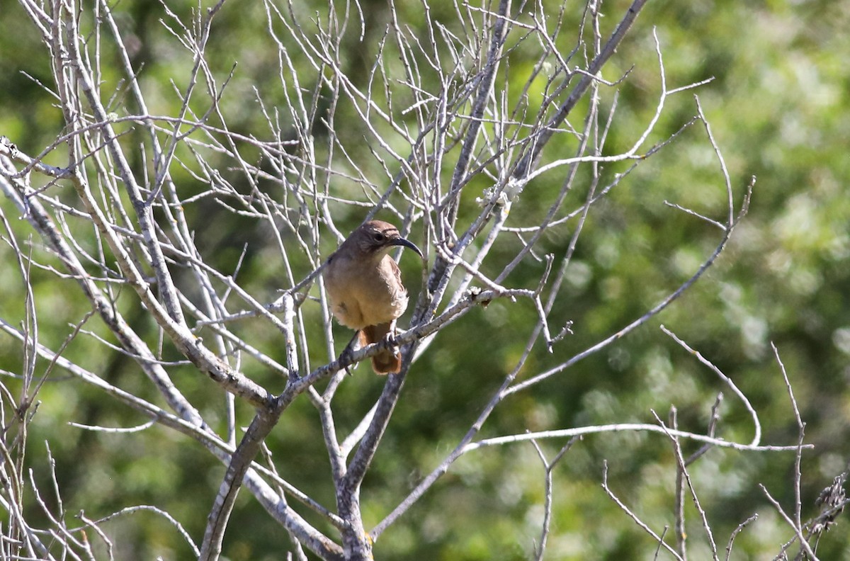 California Thrasher - ML620685384