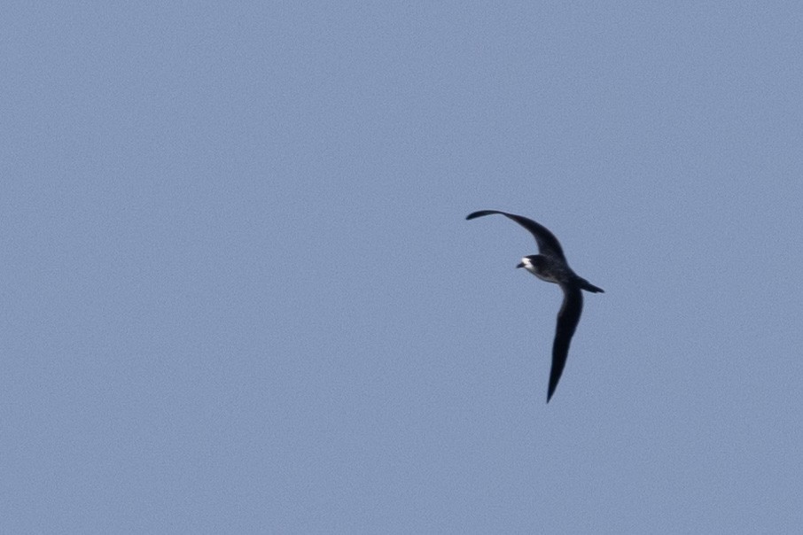 Petrel de Galápagos - ML620685392