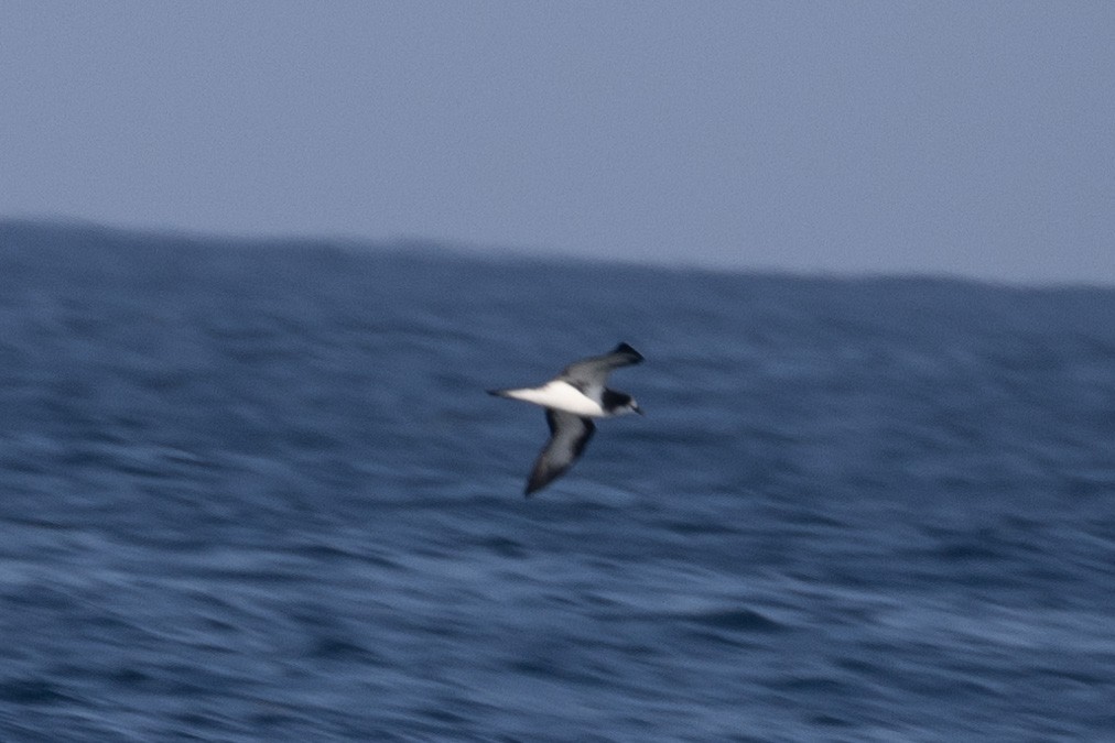 Galapagos Petrel - ML620685393