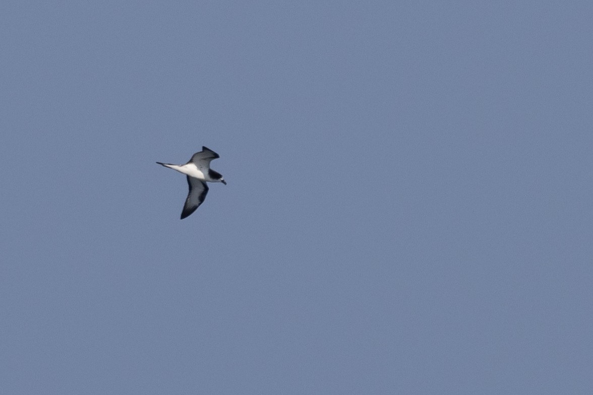 Petrel de Galápagos - ML620685394