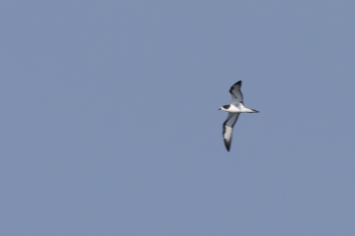 Petrel de Galápagos - ML620685395