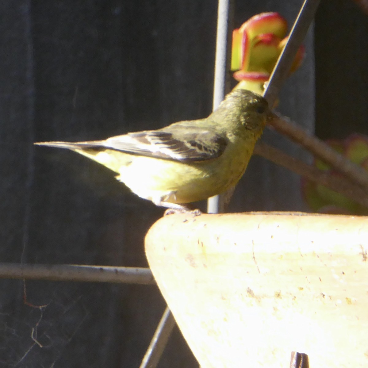 Lesser Goldfinch - ML620685396