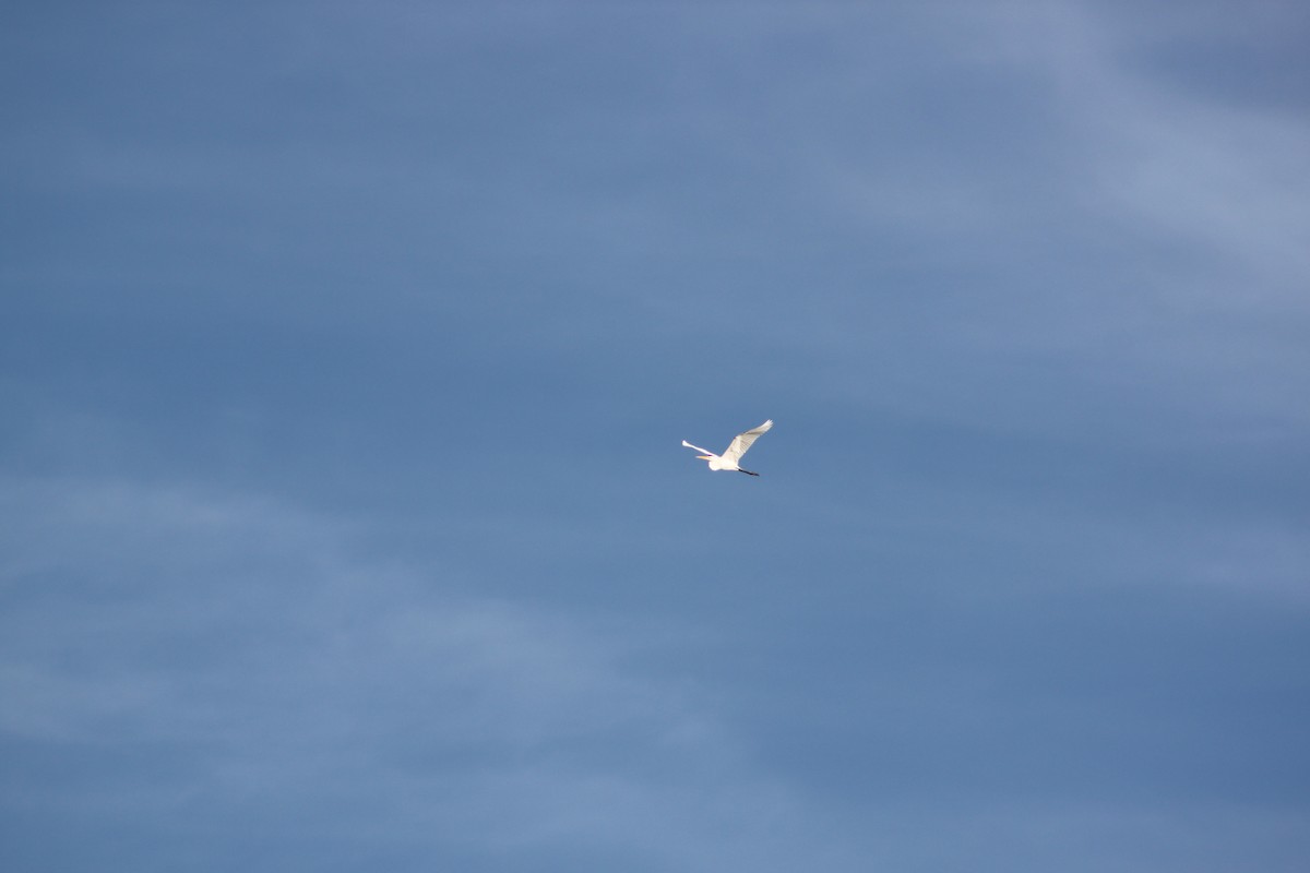 Great Egret - ML620685398