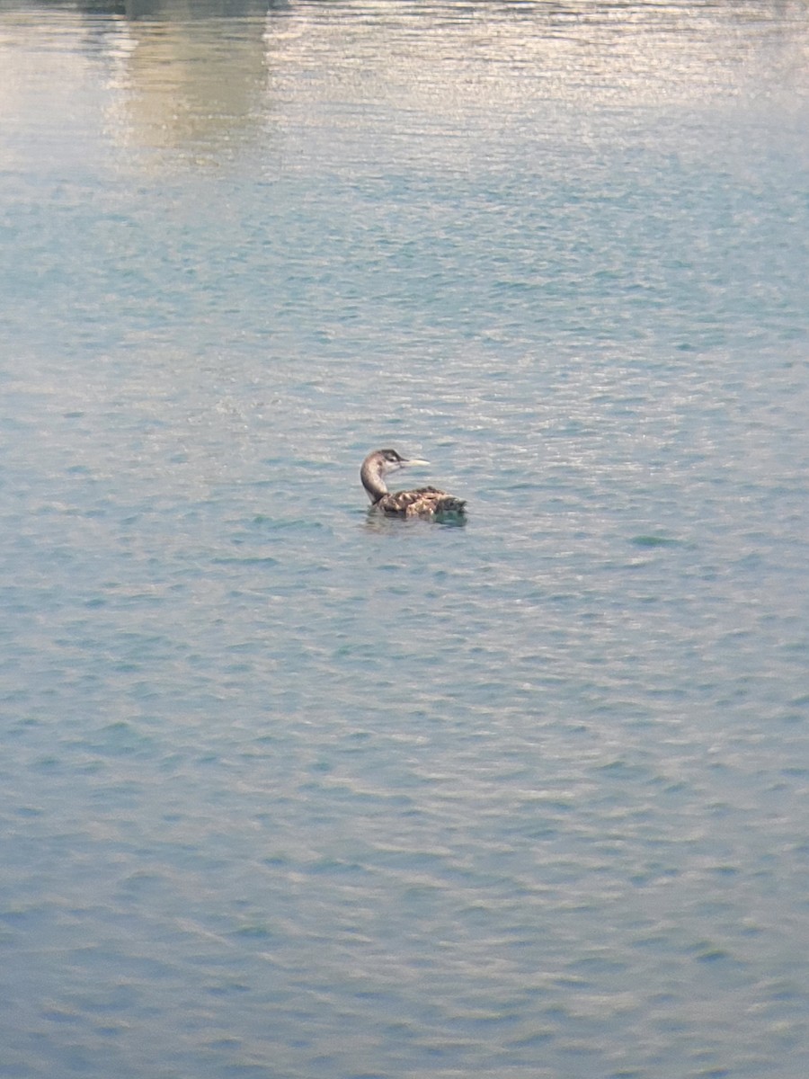 Yellow-billed Loon - ML620685401