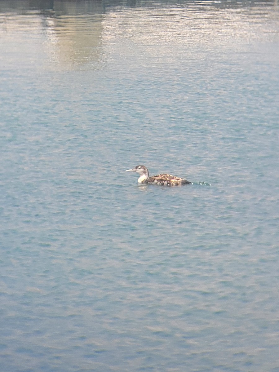 Yellow-billed Loon - ML620685402