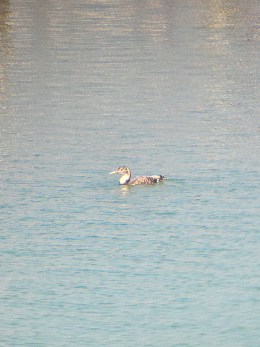 Yellow-billed Loon - ML620685403