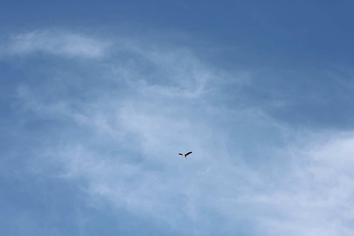 Great Egret - Darío Campomanes