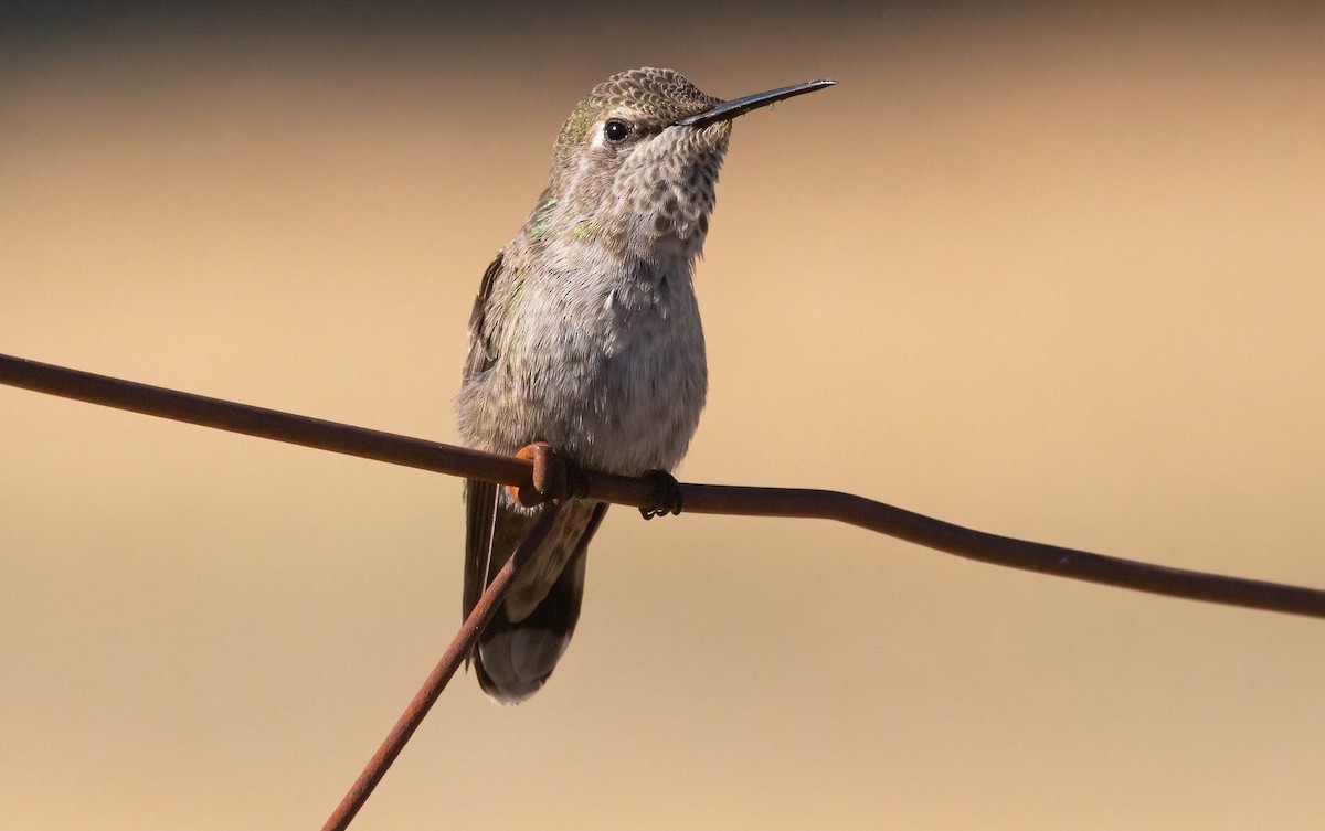 Anna's Hummingbird - John Scharpen