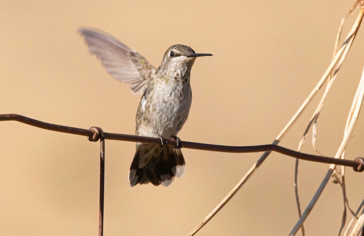 Anna's Hummingbird - ML620685411