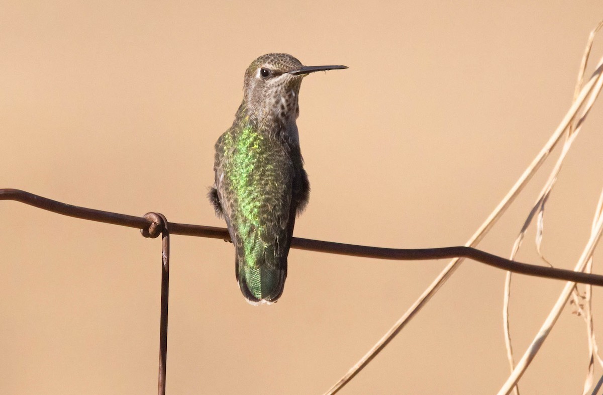 Anna's Hummingbird - ML620685412