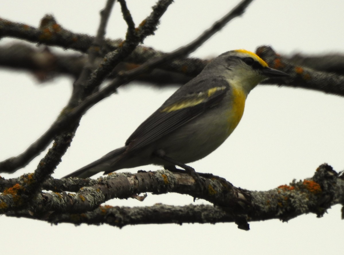 gullvingeparula x blåvingeparula (F1 hybrid) - ML620685413