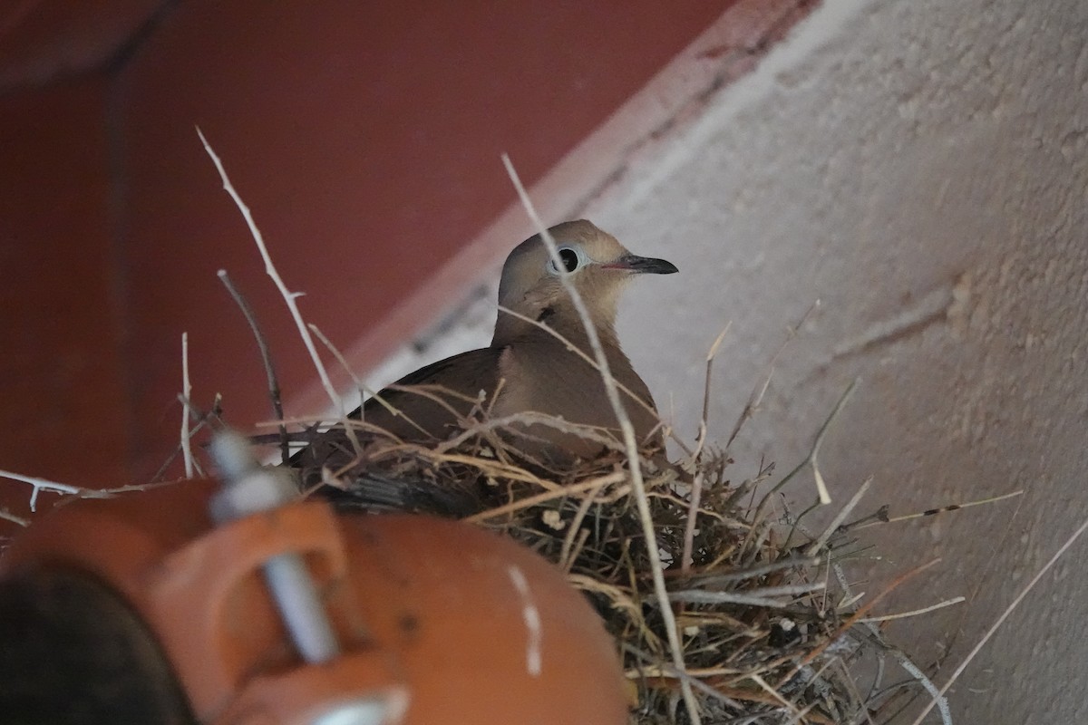 White-winged Dove - ML620685414