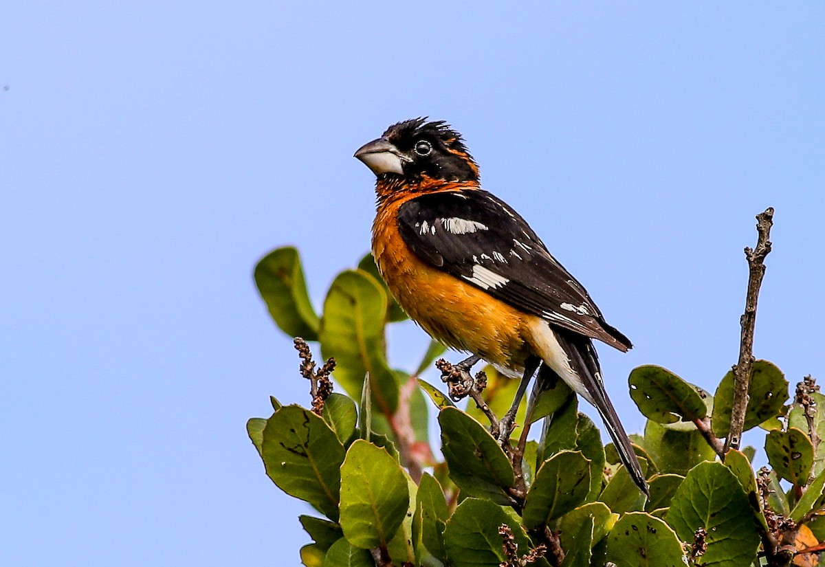 Black-headed Grosbeak - ML620685415