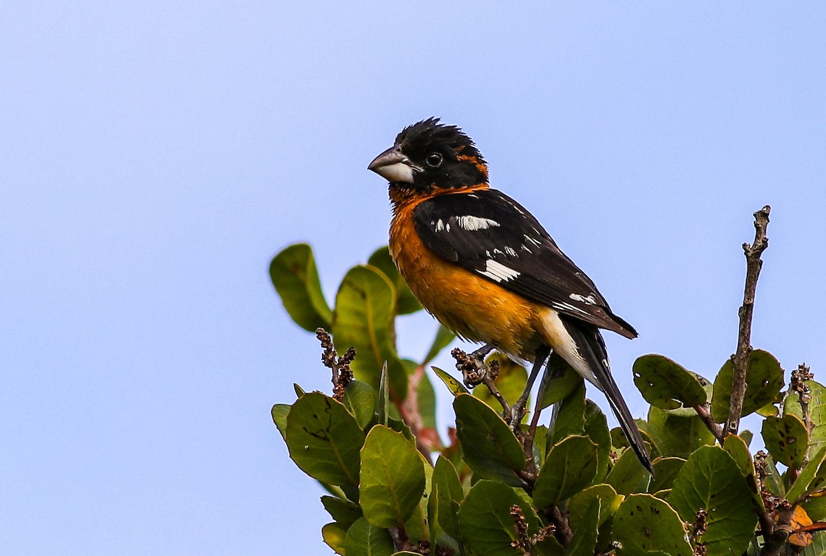 Black-headed Grosbeak - ML620685416