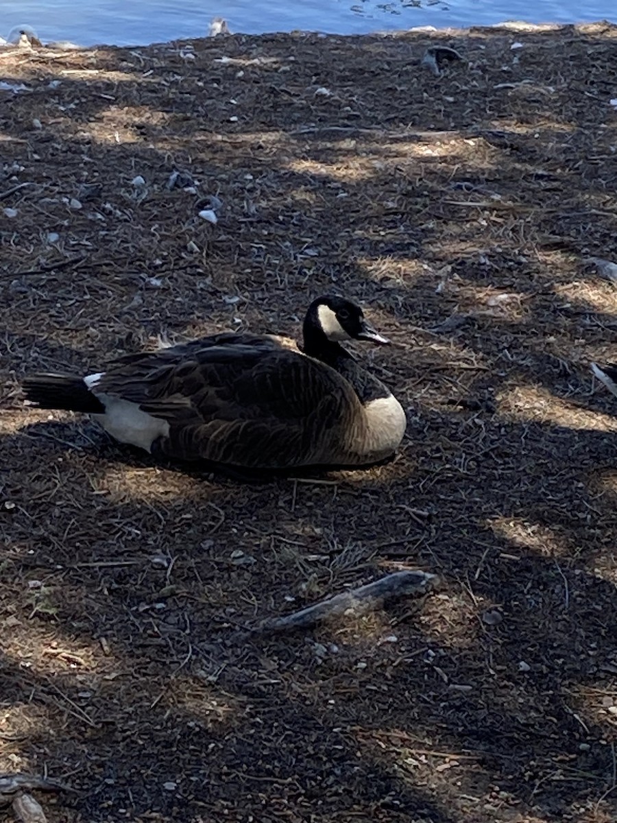 Canada Goose (moffitti/maxima) - ML620685418