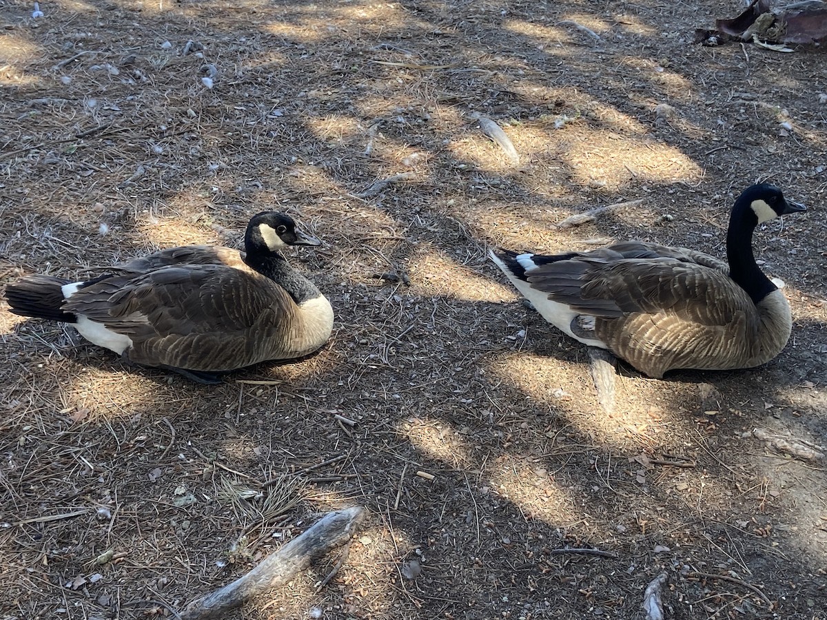 Canada Goose (moffitti/maxima) - ML620685419