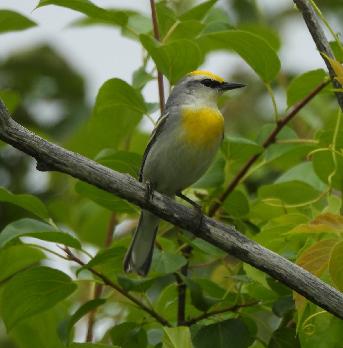 gullvingeparula x blåvingeparula (F1 hybrid) - ML620685420