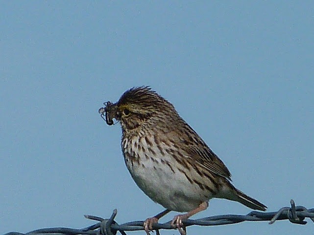 Savannah Sparrow - ML620685421