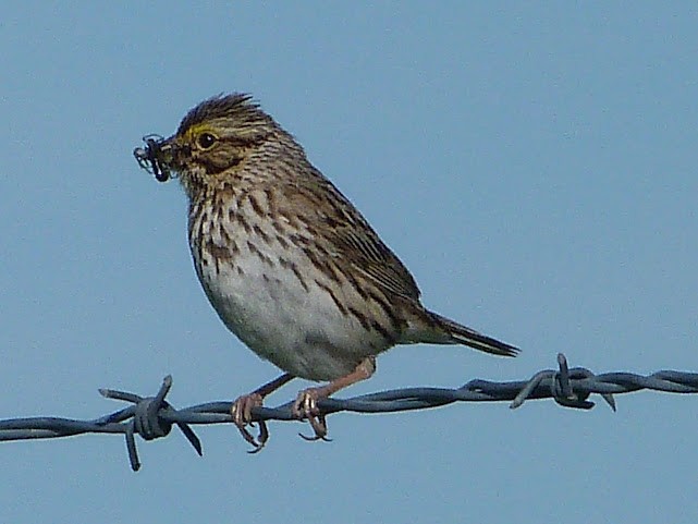 Savannah Sparrow - ML620685424