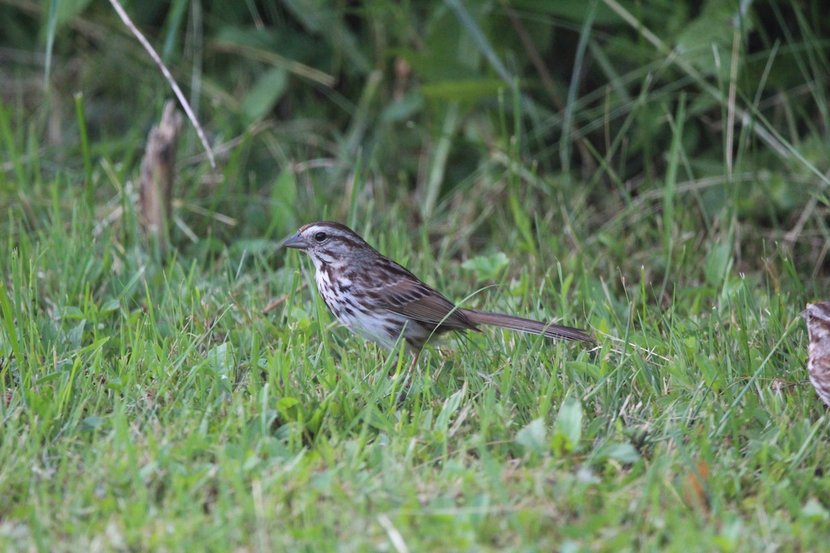 Song Sparrow - ML620685427