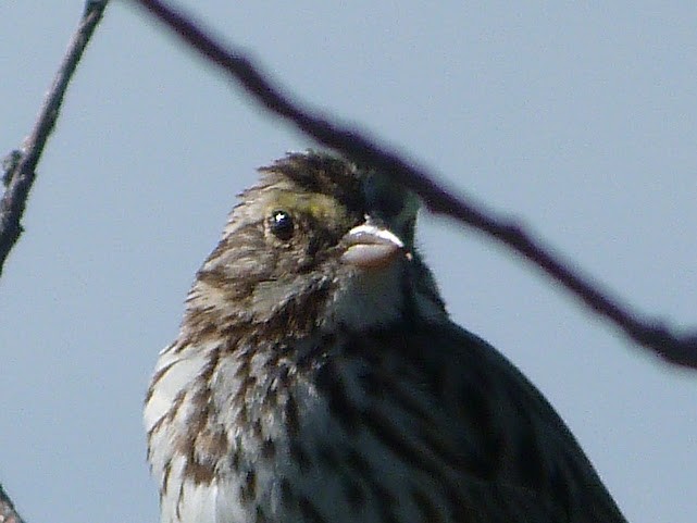 Savannah Sparrow - ML620685428