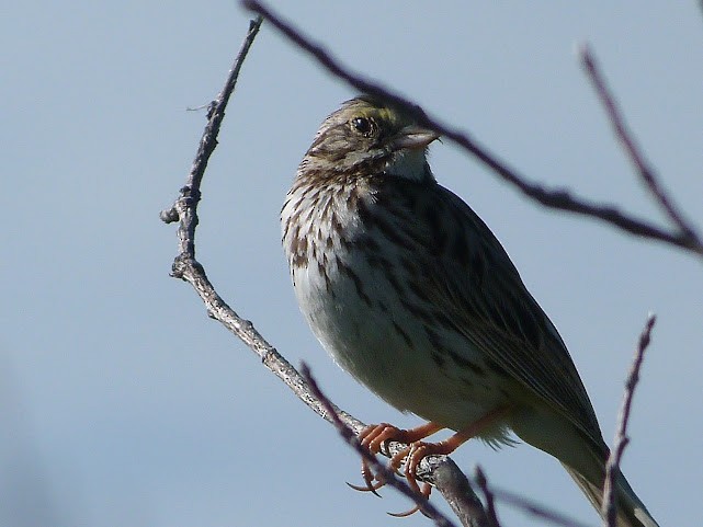 Savannah Sparrow - ML620685432