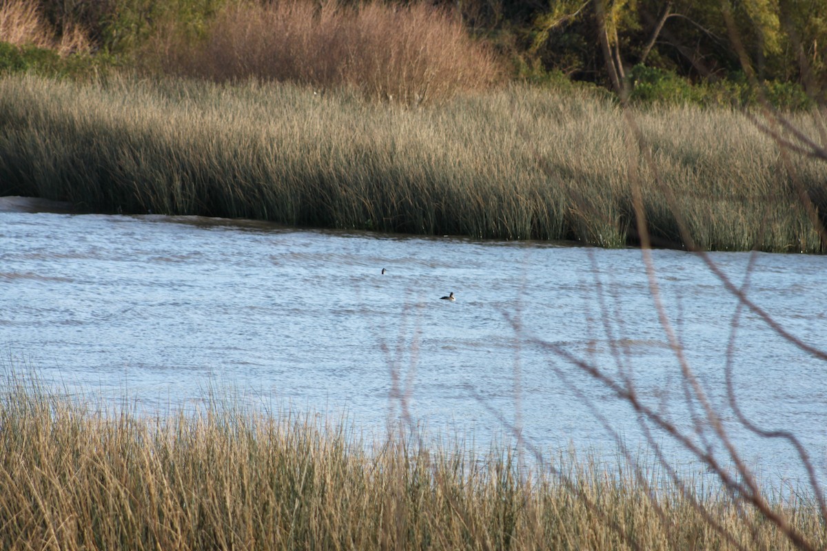 Great Grebe - ML620685435