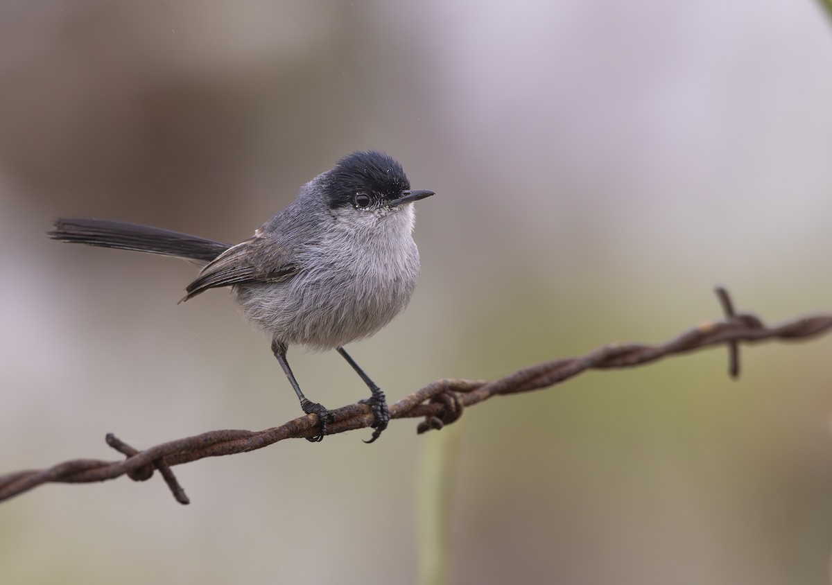 California Gnatcatcher - ML620685438