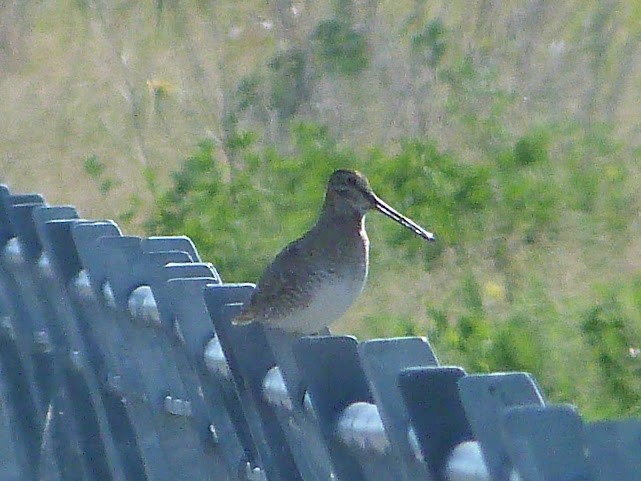 Wilson's Snipe - ML620685439