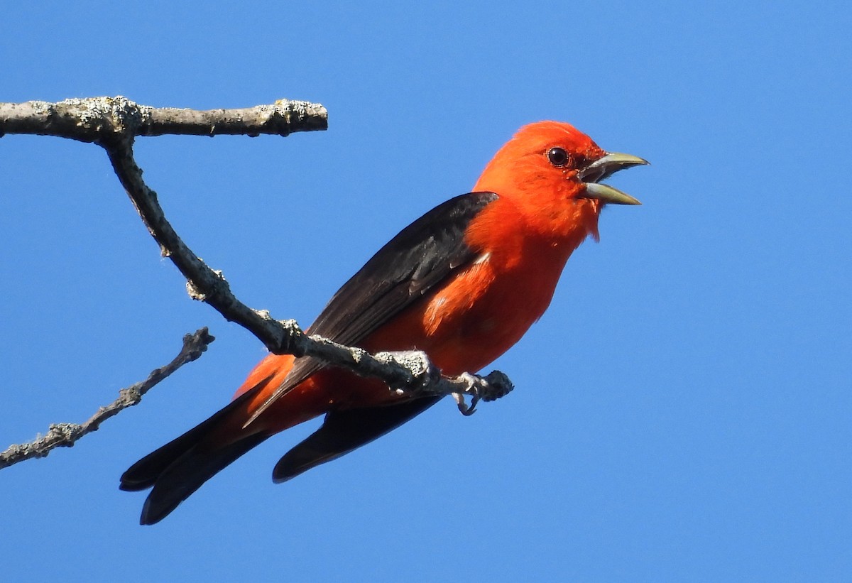 Scarlet Tanager - Tresa Moulton