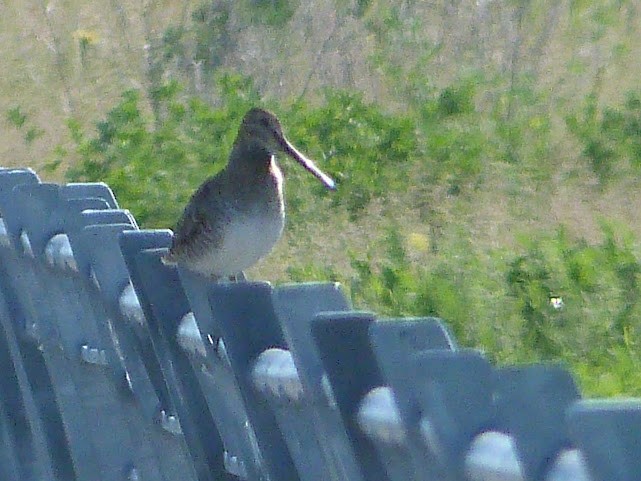 Wilson's Snipe - ML620685445