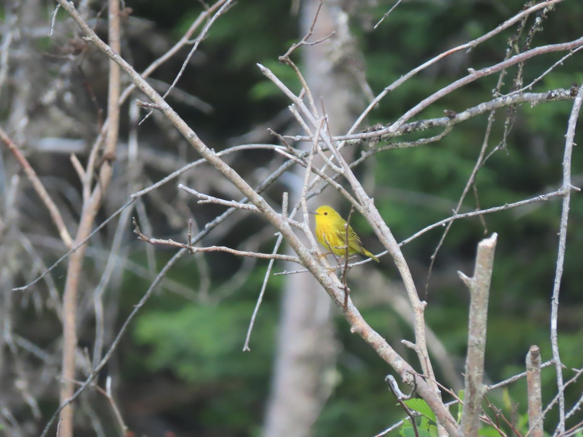 Yellow Warbler - ML620685446