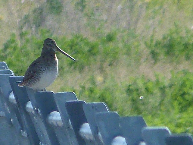 Wilson's Snipe - ML620685447