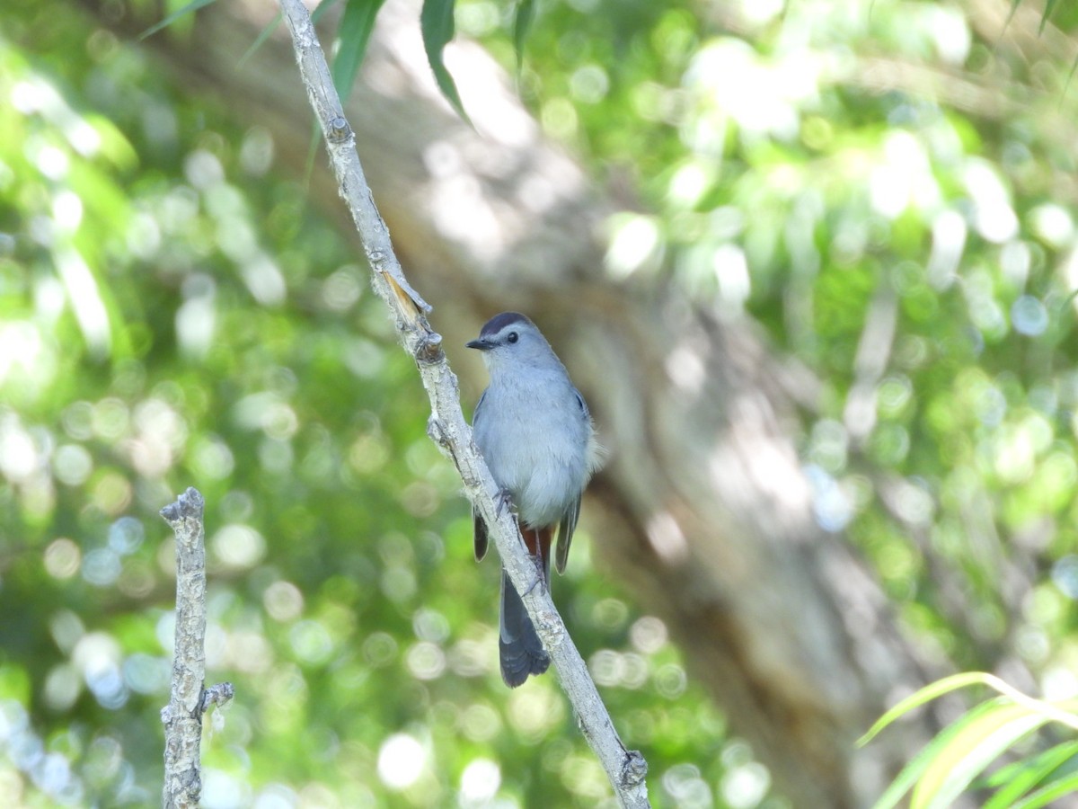 Gray Catbird - ML620685448