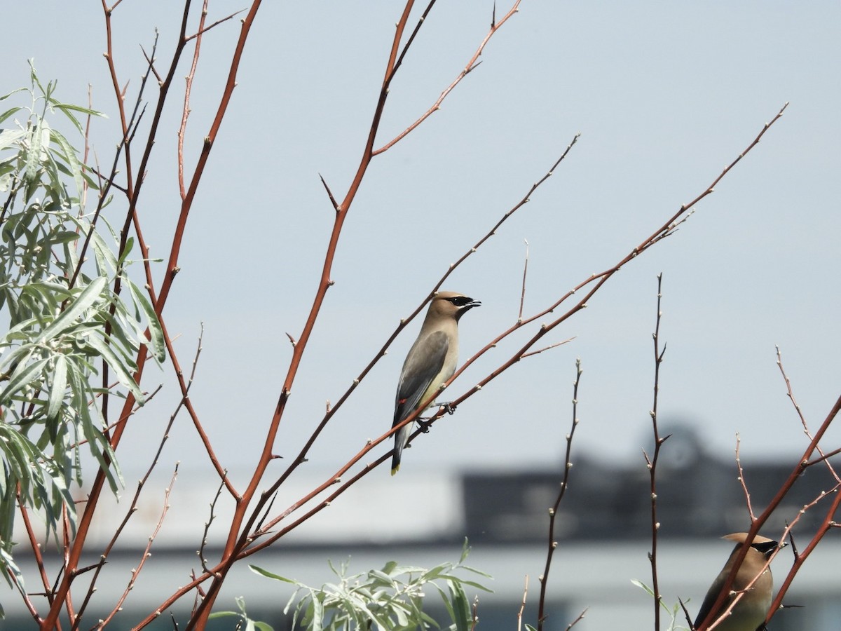 Cedar Waxwing - ML620685449