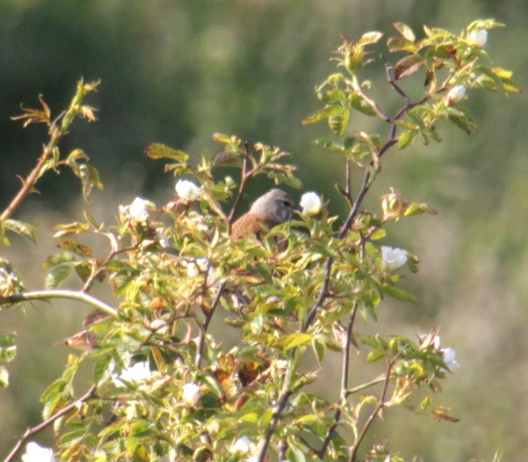 Eurasian Linnet - ML620685454