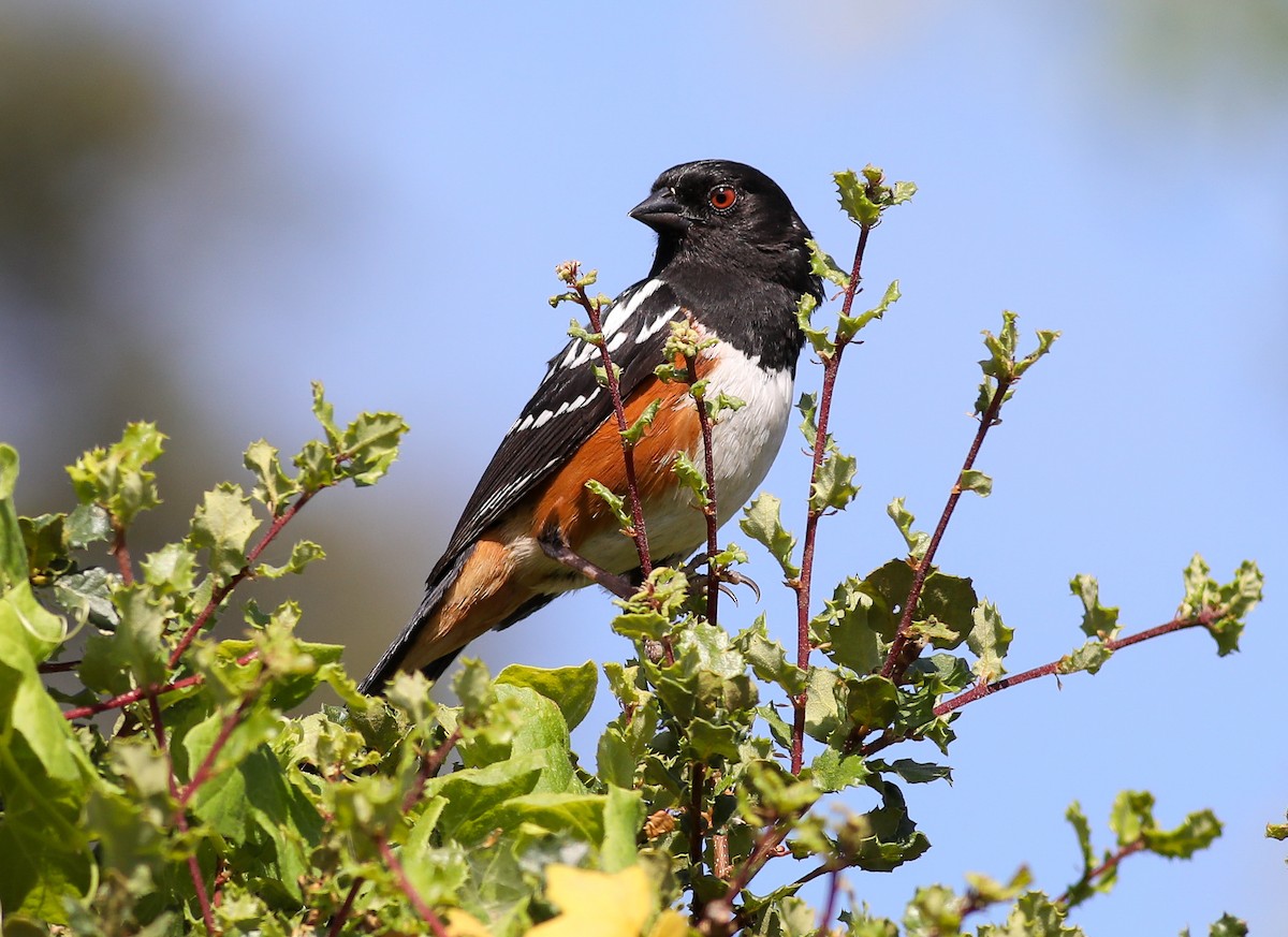 Spotted Towhee - ML620685455