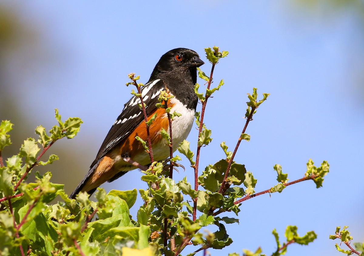 Spotted Towhee - ML620685456