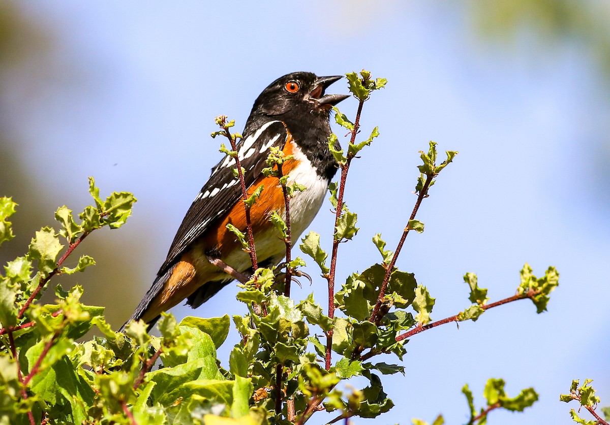 Spotted Towhee - ML620685457