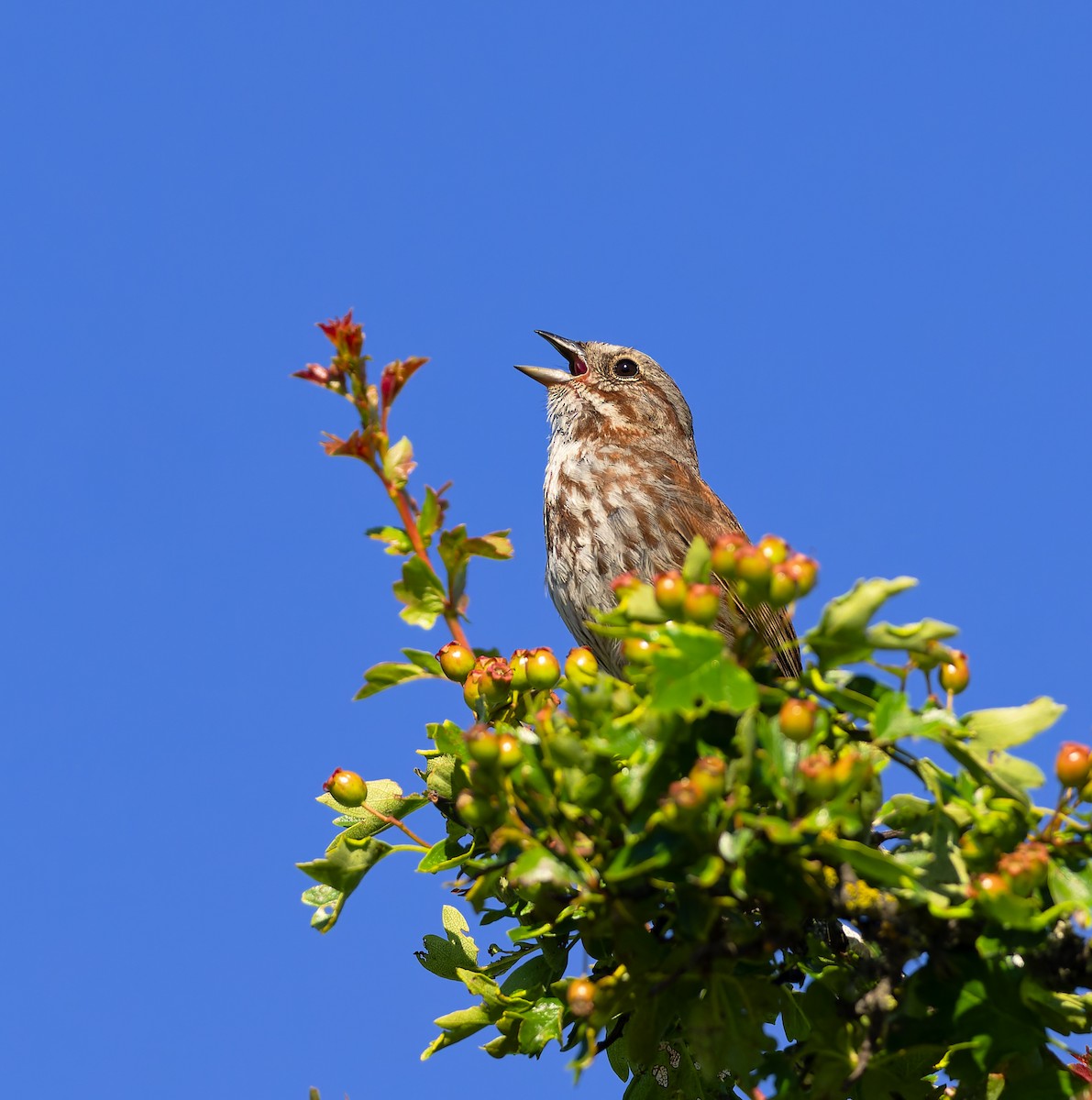 Song Sparrow - ML620685459