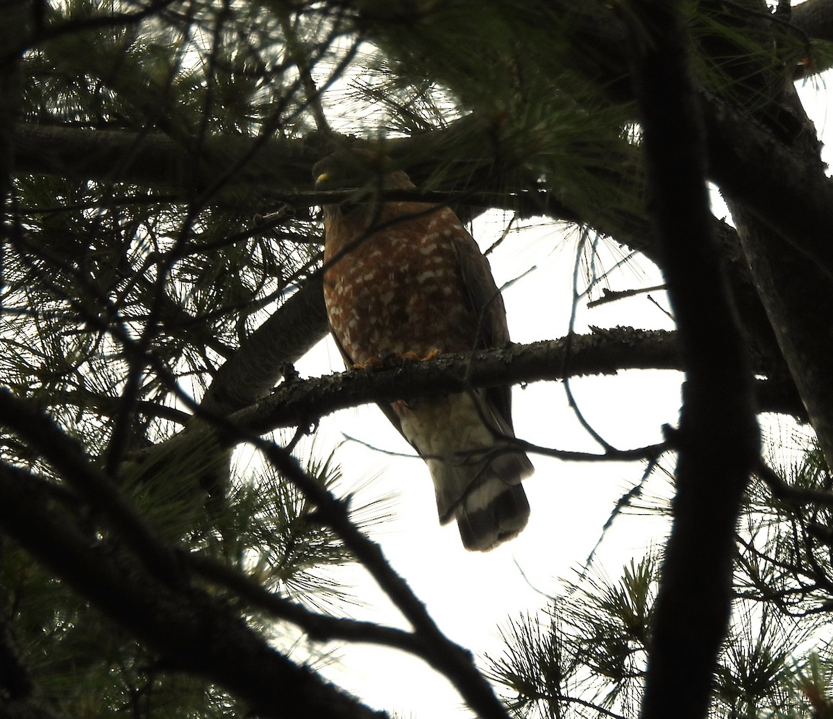 Broad-winged Hawk - ML620685460